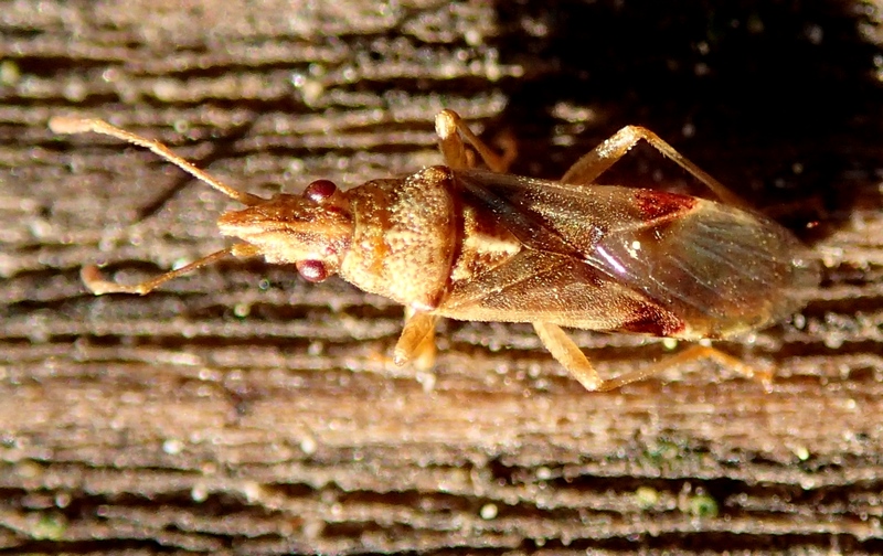 Lygaeidae: Belonochilus numenius del Veneto (TV)